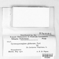 Gymnosporangium globosum image